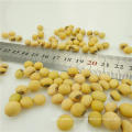 high protein Soybean soy beans